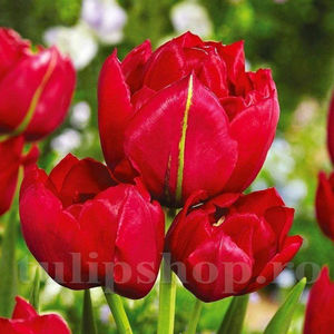 Bulbi Lalele Estatic (Tulip); Pret: 2 ron/buc.
