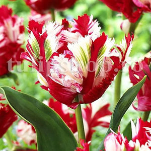 Bulbi Lalele Estella Rijnveld (Tulip); Pret: 2 ron/buc.
