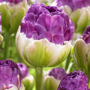 Bulbi Lalele Exquisit (Tulip); Pret: 2,50 ron/buc.
