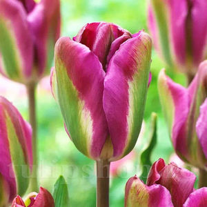 Bulbi Lalele Nightrider (Tulip); Pret: 2 ron/buc.
