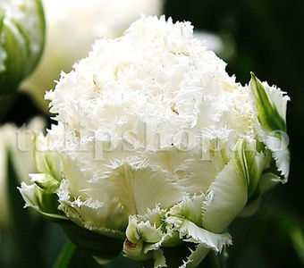 Bulbi Lalele Snow Crystal (Tulip); Pret: 3 ron/buc.
