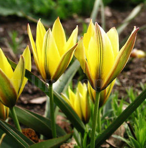 Bulbi Lalele Urumiensis (Tulip); Pret: 1,50 ron/buc.
