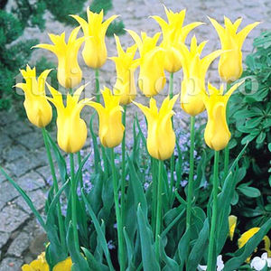 Bulbi Lalele West Point (Tulip); Pret: 2 ron/buc.
