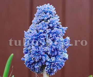 Bulbi Muscari Blue Spike; Pret: 1 ron/buc.
