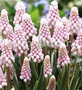 Bulbi Muscari Pink Sunrise; Pret: 6 ron/buc.
