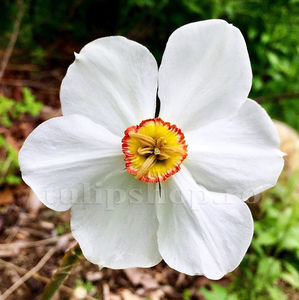 Bulbi Narcise Actaea; Pret: 2 ron/buc.

