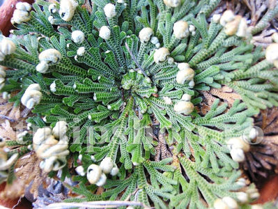 Bulbi Trandafir de Ierihon (Selaginella Lepidophylla); Pret: 8 ron/buc.
