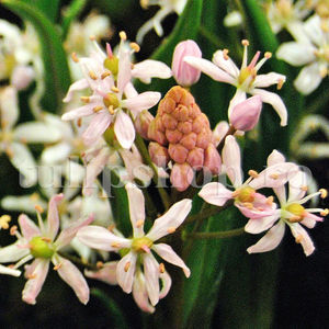 Bulbi Viorea Rosea (Scilla); Pret: 1 ron/buc.

