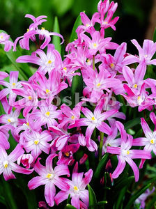 Bulbi Viorea Rose Queen (Chionodoxa Luciliae); Pret: 1 ron/buc.
