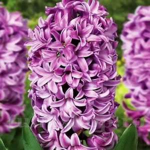 Bulbi Zambile Aladdin (Hyacinthus); Pret: 3 ron/buc.
