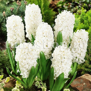 Bulbi Zambile Carnegie (Hyacinthus); Pret: 3 ron/buc.
