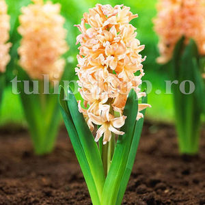 Bulbi Zambile Gipsy Queen (Hyacinthus); Pret: 3 ron/buc.
