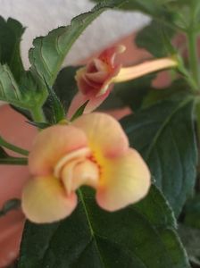 A doua floare-Nero