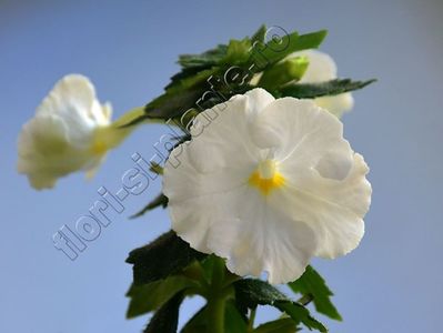 Achimenes White Glory