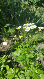 Tanacetum parthenium(Spilcuță)