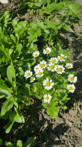 Tanacetum parthenium(Spilcuță)