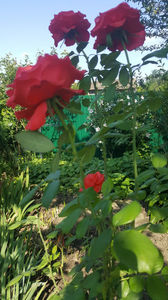 rosa - teahybrid rosu