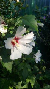 hibiscus siriacus var.(Zămoșiță)