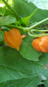 physalis alkekengi (păpălău)