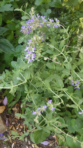 salvia pratensis