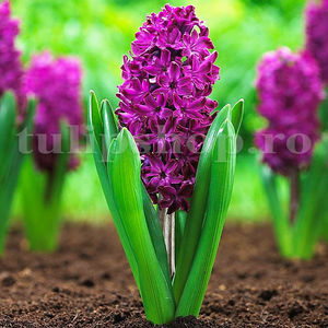 Bulbi Zambile Woodstock (Hyacinthus); Pret: 3 ron/buc.
