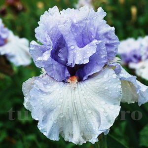 Bulbi Iris Fogbound; Pret: 12 ron/buc.
