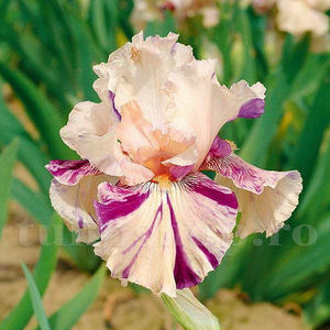 Bulbi Iris Peach Jam; Pret: 12 ron/buc.
