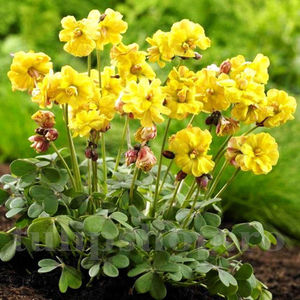 Bulbi Oxalis Double Trouble; Pret: 8 ron/buc.
