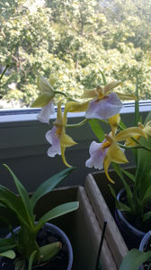 miltonia sunset