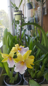 miltonia sunset