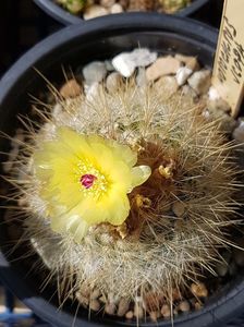 Notocactus scopa-a 8-a floare