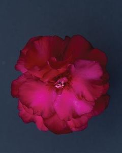 18 b