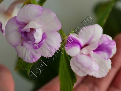 Achimenes Queen of Lace