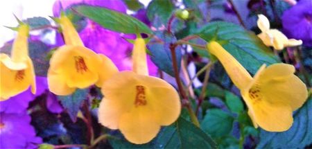 ; mult sore pe balcon,nereusite..
