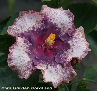 Chi s Garden Coral Sea - 40 lei