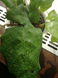 ; calathea musaica
