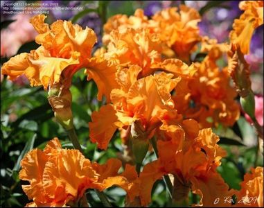 Iris Orange Harvest.