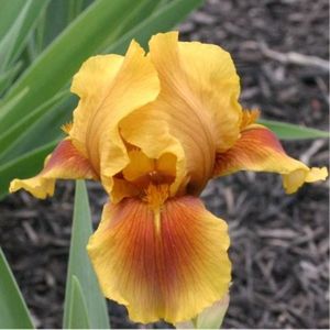 IRIS GERMANICA APACHE WARRIOR