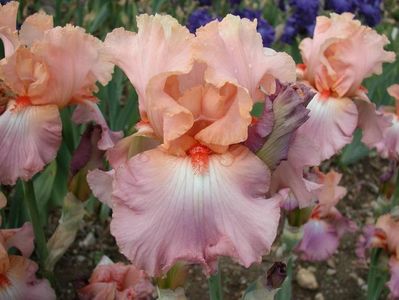 IRIS GERMANICA GOODBYE HEART