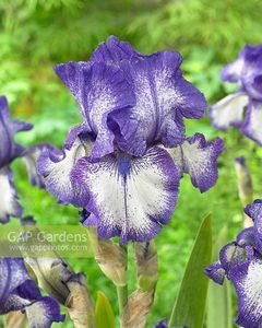 IRIS GERMANICA KISSING CIRCLE