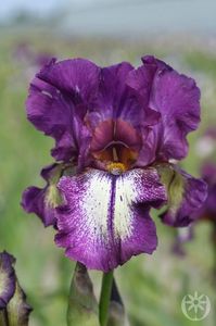 IRIS GERMANICA MASCARADE