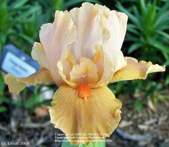 IRIS GERMANICA ORANGE PETALS
