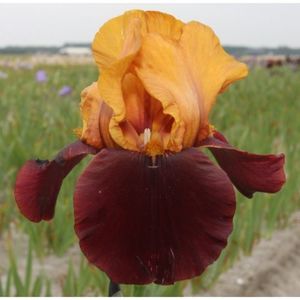 IRIS GERMANICA SHOWER