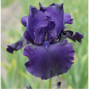IRIS GERMANICA STORM CENTER