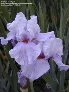 IRIS GERMANICA TOUCH OF BRONZE