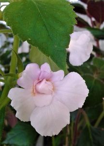 ; uite,un pic atipica,insa cand infloreste complect,florea este uniforma,mare,alba ca zapada,cu tonuri de roz in centru si o tenta galbue pal pe maginea petalelor usor zimtate..este superba..S.S.2016/20
