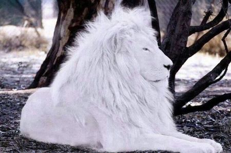 White Lions - Leii Albi ♥️♾