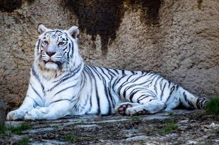 White Tiger - Tigrii Albi ♥️♾