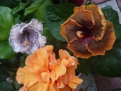 P1450625