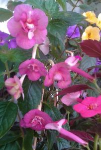 20200815_092954-1; portelanatele mele infloresc intr-o veselie ..o varietate f.rezistenta la caldura..
